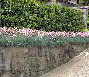 ベストホーム 岡山 人気の植木 グランドカバープランツ ダイアンサス類